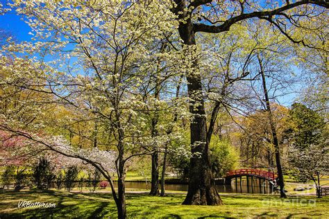 Memphis Botanic Garden Photograph by Veronica Batterson