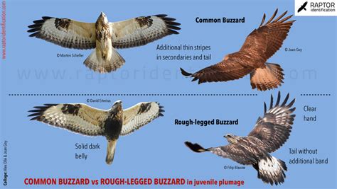 Common Buzzard vs Rough-Legged Buzzard in juvenile Plumage – Raptor ...