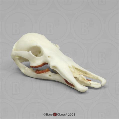 Duck-Billed Platypus Skull - Bone Clones - Osteological Reproductions