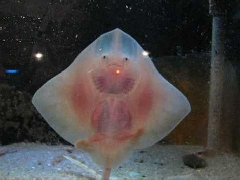 baby stingray on Tumblr