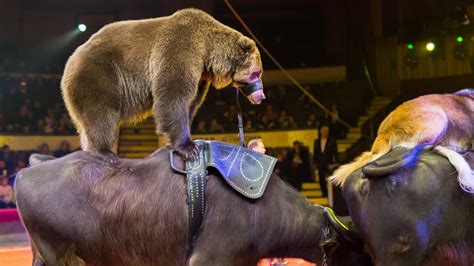 France Bans Wild Animals In Circuses, Mink Farming, And Dolphin Shows - Plant Based News