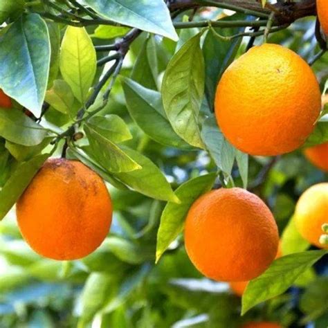 Árbol De Naranjas | Vivero Trevelin