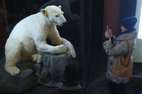 Popular polar bear Knut becomes museum display