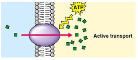 Biology Notes for IGCSE 2014: #19 Active transport