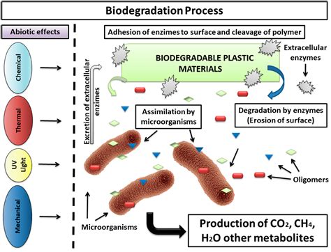 Polymers | Free Full-Text | Methodologies to Assess the Biodegradability of Bio-Based Polymers ...