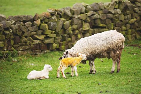 11 Sheep Birth Complications You Need to Know Before Lambing Season Starts