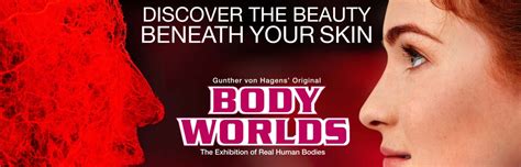 Body Worlds tickets including dinner packages & cheap deals - 1st 4 London Theatre