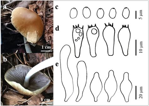 The basidiocarp surface (a) and (b) and microscopic features (c-e) of ...