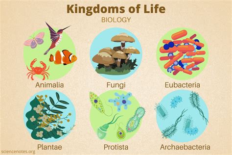 Kingdoms of Life in Biology