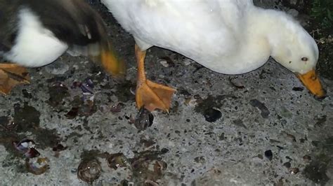 Ducks eating snails - YouTube