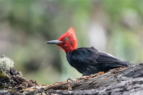 All You Need to Know About Spotting Patagonia Wildlife