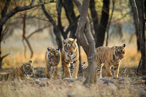 Tiger Census 2022: India’s tiger population increased by 200 in last ...