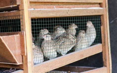 Button Quail - Breed Profile & Facts - LearnPoultry