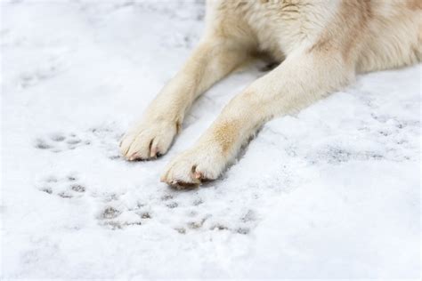 7 Tips To Protect Dog Paws In Winter - Safe Paw Ice Melt