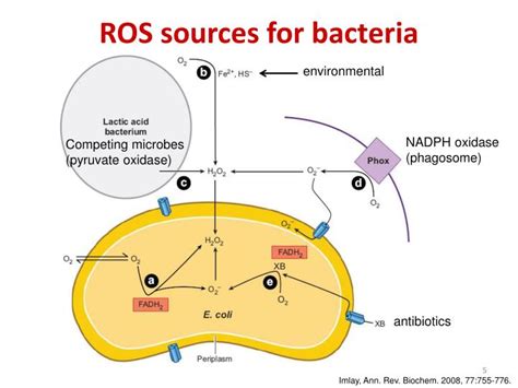 PPT - Oxidative Stress Concepts PowerPoint Presentation - ID:4581672