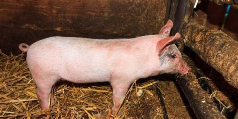 5 White Pig Breeds with Pictures | Farming Base