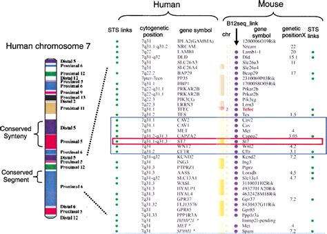 evolution - Chromosome 2 fusion? - Biology Stack Exchange