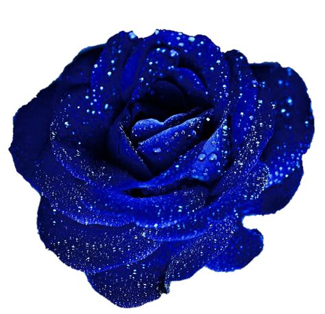 Free Blue Rose Cliparts, Download Free Blue Rose Cliparts png images, Free ClipArts on Clipart ...