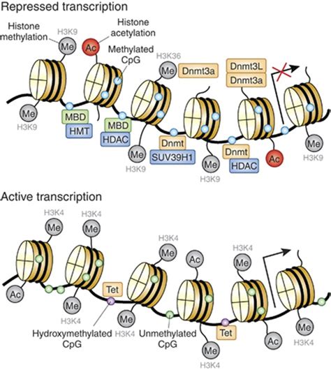 DNA methylation and its basic function. - Abstract - Europe PMC