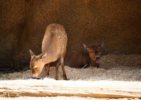 The Philippine Wildlife :: Rare Animals in the Philippines | hubpages