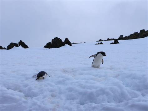 Antarctica field log: Penguin Island? Surely you mean Volcano Island ...