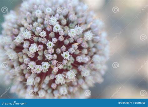 Garlic Flower stock image. Image of natural, relax, nature - 20138977