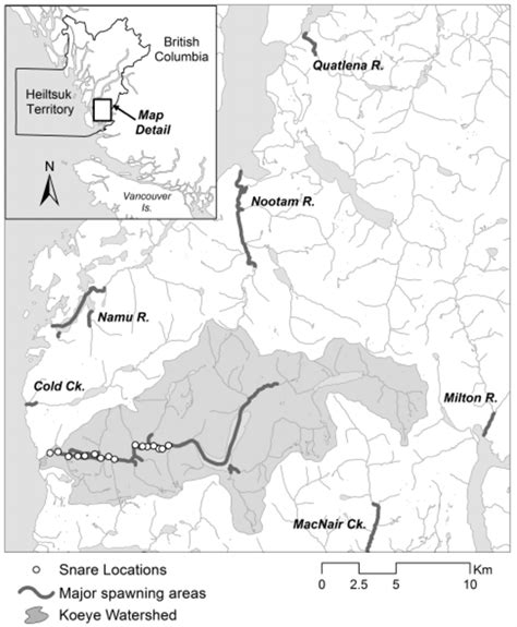 Study area and major spawning areas in the Koeye River, Heiltsuk... | Download Scientific Diagram