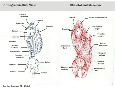 Human Torso Muscle Anatomy