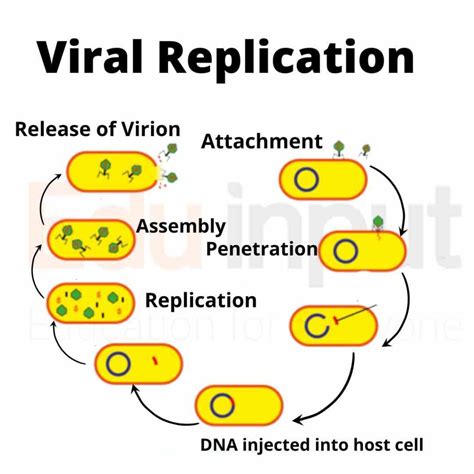 Reproduction in Viruses | Step-by-Step Guide to Viral Replication