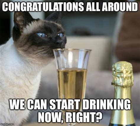 cat with champagne flute - Imgflip