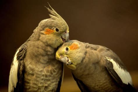 Cockatiel Wallpapers - Top Free Cockatiel Backgrounds - WallpaperAccess