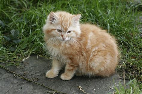 Big Fluffy Orange Kitten | Flickr - Photo Sharing!