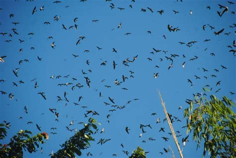 Nagaland upbeat for first ever Amur Falcon Conservation Week and Festivals