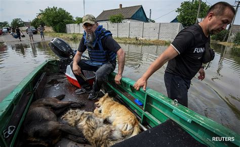 "Save My Animal": Rescuers Race To Save Pets After Ukraine Dam Collapse