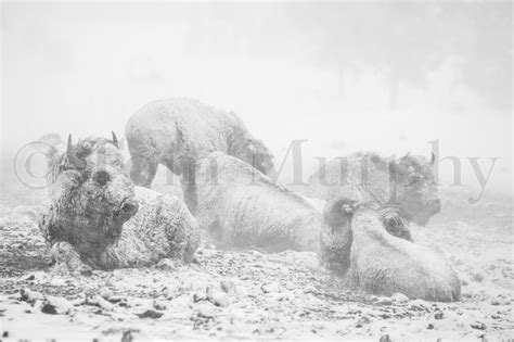 Bison Snowstorm – Tom Murphy Photography