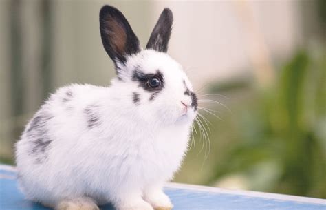 Lionhead Rabbit Black And White