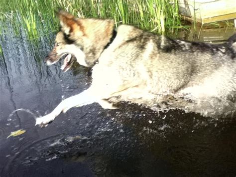 Husky/Wolf Hybrid or Husky/Shepherd mix???