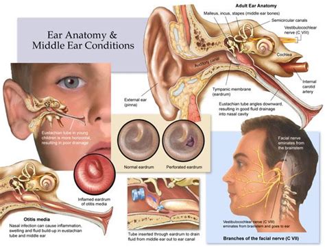 Nasal Infection, Ear Anatomy, Otitis Media, Facial Nerve, Nasal Cavity, Middle Ear, Lehenga Red ...