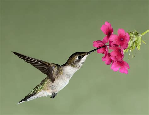 Free Hummingbird Wallpaper and Screensaver - WallpaperSafari