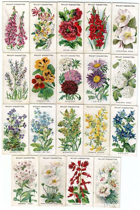 Perennial Flowering Plants List - Thuem Garden Plant