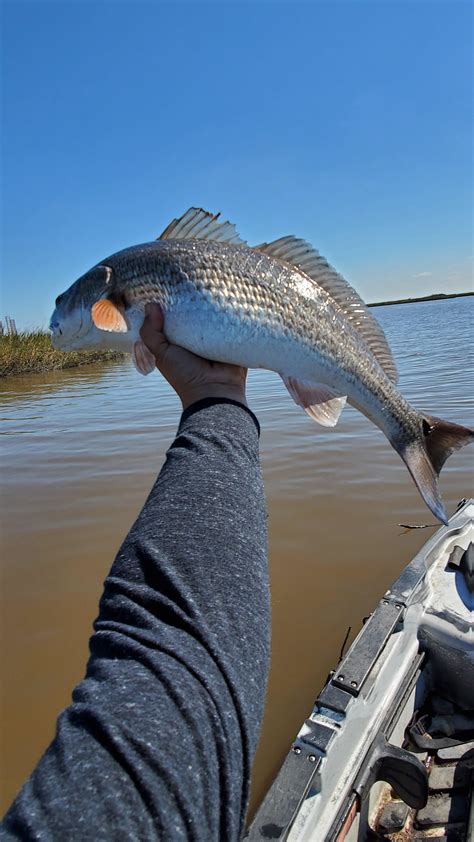 Wintertime Redfish are Fun : r/kayakfishing