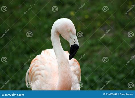 Flamingo Portrait at the Baton Rouge Zoo Stock Image - Image of ...