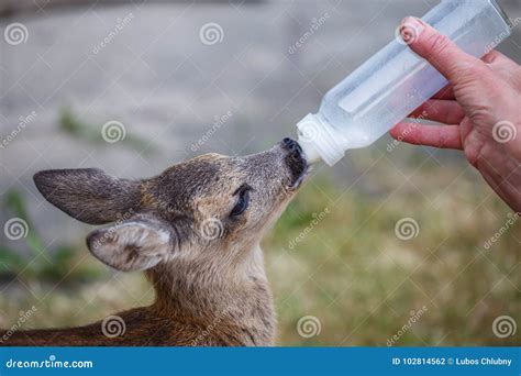 Taking Care of a Baby Roe Deer Stock Photo - Image of newborn, doeling ...