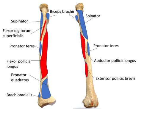 Radius - Anatomy QA