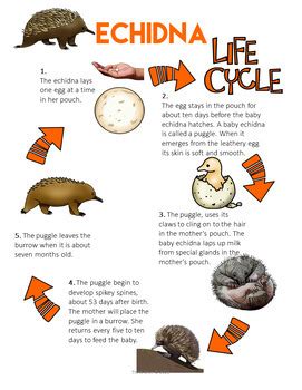 Echidna Life Cycle | Biomimicry Design Nature Compatible with NGSS ...