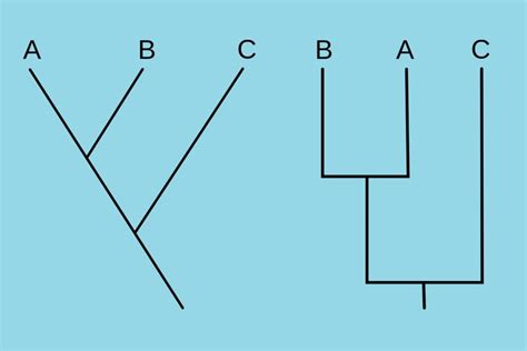 What Is a Cladogram? Definition and Examples