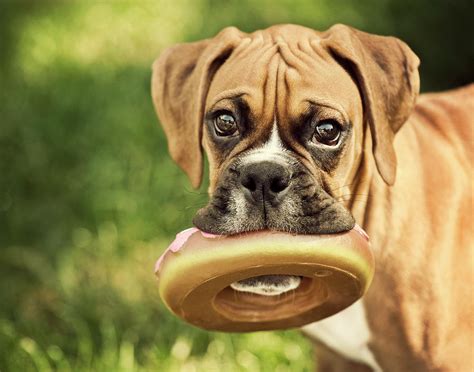 Fawn Boxer Puppy Photograph by Jody Trappe Photography