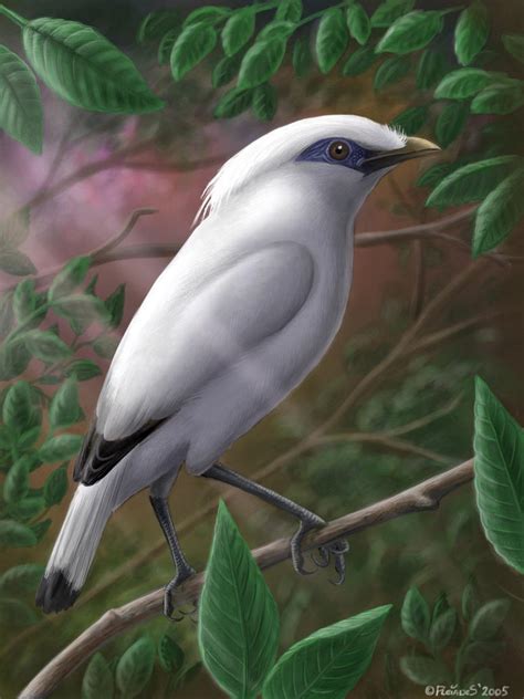 Bali starling by Emberiza on DeviantArt