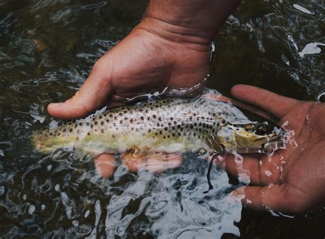 Fly Fishing in Whitefish Montana - Stay Montana