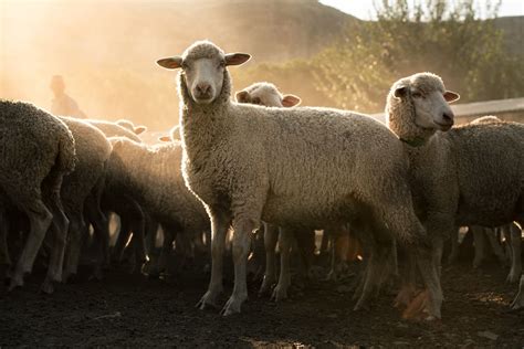 Merino Sheep Breed Information: A Good Forager and Producer of High-Quality Wool